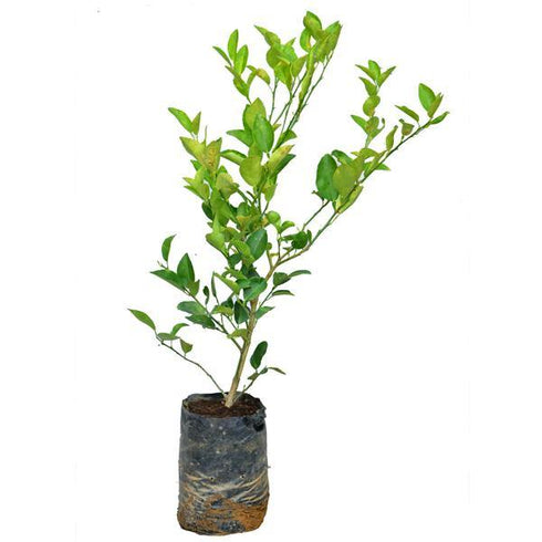 China Mosambi Plant